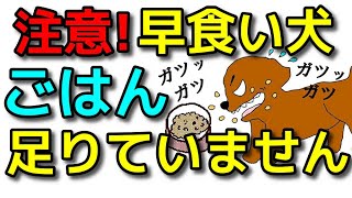 【犬 ご飯】注意喚起！早食いなら確認して！子犬の５０％はご飯が足りていません！犬のしつけエマチャンネル【犬のしつけ＠横浜】