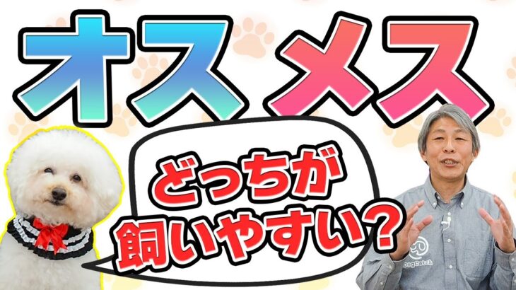 犬を飼うならオス？メス？男の子と女の子の違いについてドッグトレーナーが解説【犬のしつけ】