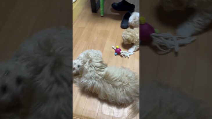 暴れ回る赤ちゃんのしつけをする立派なお母さんです☺️ #わんちゃん#かわいい #柴犬 #豆柴 #黒柴 #ジャックラッセルテリア #マルプー #犬のいる暮らし #癒し #パピー #成長記録