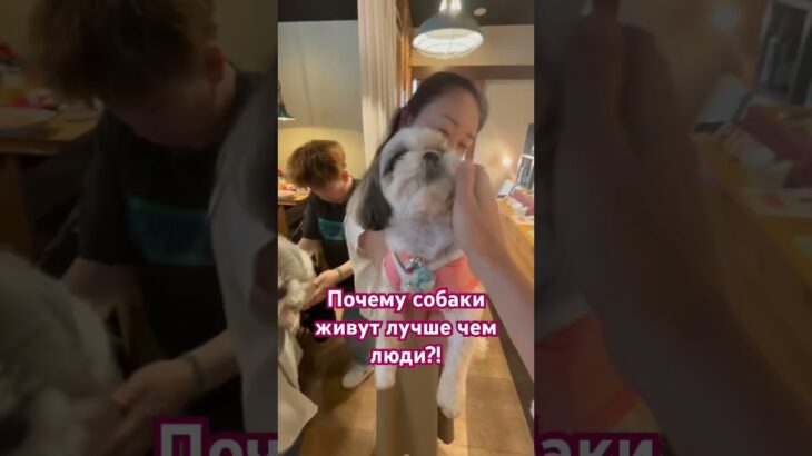 Маленькие боги Японии🇯🇵❤️#いぬ #しつけ #япония #ロシア語 #横浜 #神