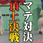 動物園でしつけられた犬の「マテ」対決が白熱しすぎました