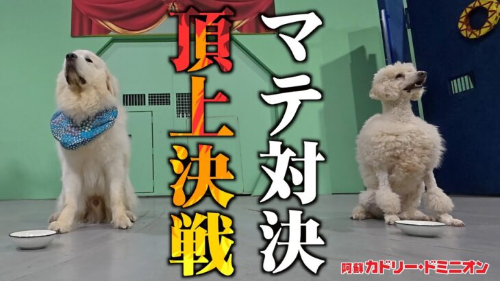 動物園でしつけられた犬の「マテ」対決が白熱しすぎました