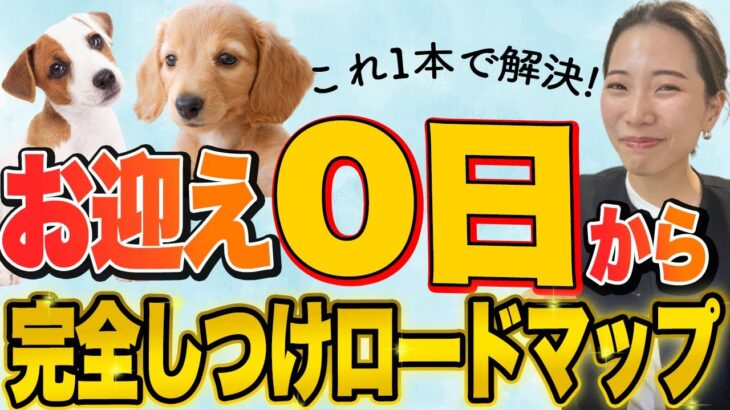 【保存版】お迎え当日から成犬までのしつけ完全ロードマップ