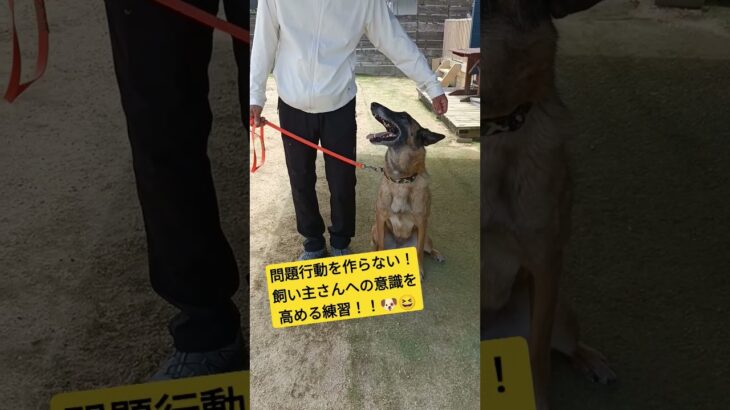 【犬しつけ】絶対見て！この集中力！！ #愛犬 #大型犬のいる生活 #大型犬 #ドッグトレーナー #ドッグトレーニング #犬のいる生活