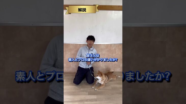 犬のしつけに困っている人はチャンネルアイコンをタップしてチャンネル登録しておいて！#ドッグトレーナー#犬のしつけ