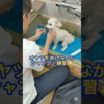 トリミングシャンプー練習✨️#こいぬ#しつけ方#ミックス犬