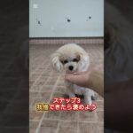 犬にもインパルスコントロールが必要って知ってた？ #犬しつけ #トイプードル #大型犬のいる生活 #ドッグトレーナー #ドッグラン #狗訓練 #ドッグトレーニング #愛犬 #インパルスコントロール