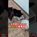 暑い夏のしつけで気をつけたいこと#犬しつけ #トイプードル #大型犬のいる生活 #ドッグトレーナー #ドッグラン #ドッグトレーニング #狗訓練 #愛犬 #おさんぽ