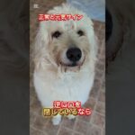 愛犬の呼吸見ていますか？？#犬しつけ #トイプードル #大型犬のいる生活 #ドッグトレーナー #ドッグラン #ドッグトレーニング #狗訓練 #愛犬 #お散歩