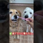 歯磨きの練習方法 #犬しつけ #トイプードル #大型犬のいる生活 #ドッグトレーナー #ドッグラン #狗訓練 #ドッグトレーニング #愛犬 #歯みがき