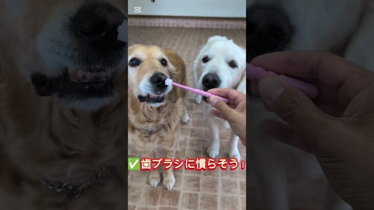 歯磨きの練習方法 #犬しつけ #トイプードル #大型犬のいる生活 #ドッグトレーナー #ドッグラン #狗訓練 #ドッグトレーニング #愛犬 #歯みがき