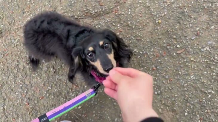 犬の幼稚園 メイちゃんとトレーニング