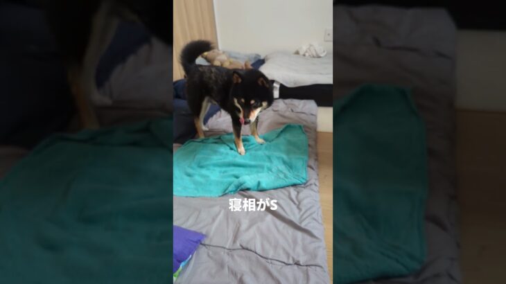寝相が（笑）#可愛い犬動画 #柴犬 #豆柴しつけ #豆柴しつけ #豆柴 #犬のいる生活
