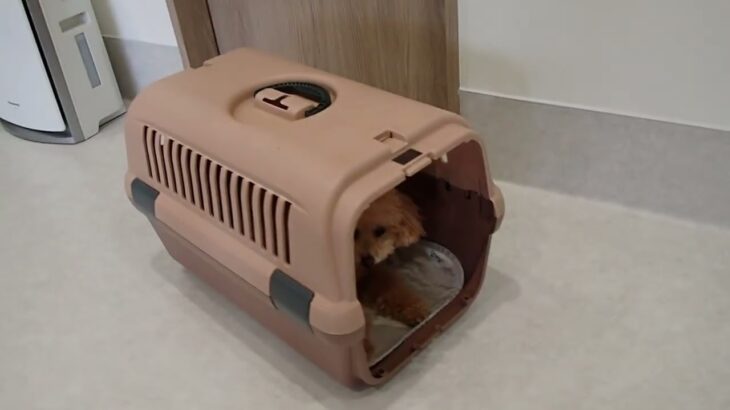 犬の幼稚園 ぴっぴちゃんとトレーニング