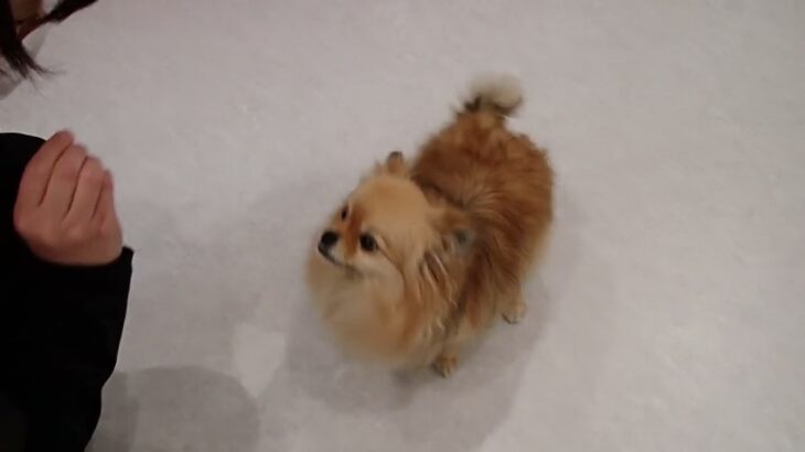 犬の幼稚園 くるみちゃんとトレーニング