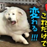 【グレートピレニーズ】他犬を見ると大興奮して吠えてしまう！