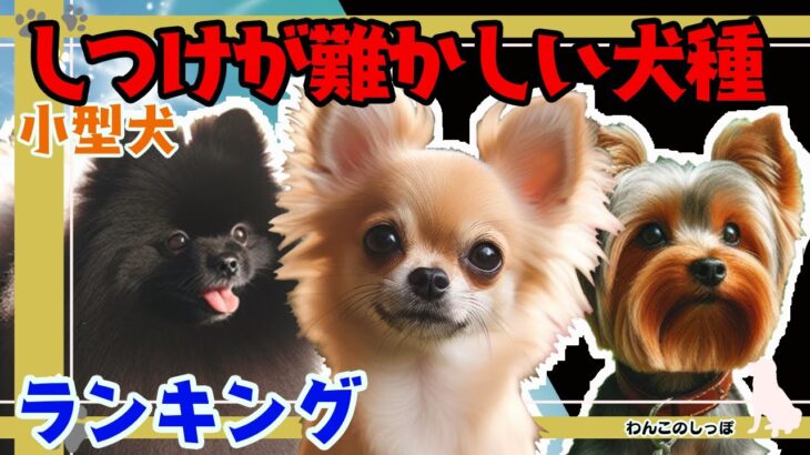 【ランキング】しつけがむずかしい犬種（小型犬）吠えのしつけ トイレのしつけ