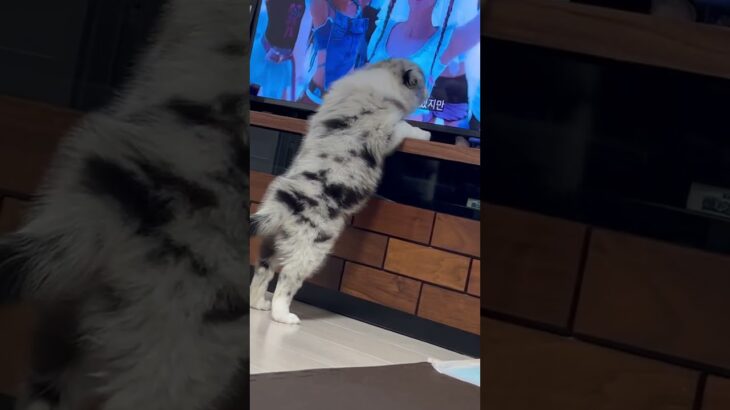 ボーダーコリーちゃんのしつけはどうやってしてますか？#いぬのいる生活 #かわいい犬 #ボーダーコリー