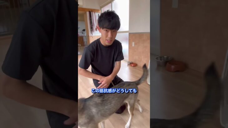 犬のしつけに困っている人はチャンネルアイコンをタップしてチャンネル登録しておいて！#ドッグトレーナー#犬のしつけ