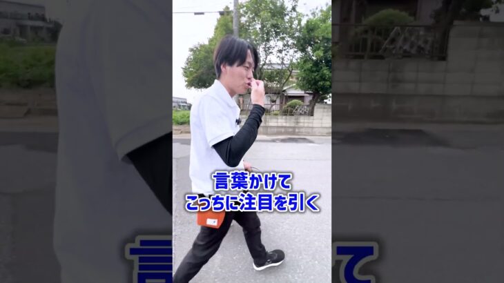 【犬しつけ】お散歩中のアイコンタクトのコツ！