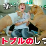 ピットブルのしつけ方法！噛んだら離さない？どうやって覚えた？ロッキーレイ凄い！【アメリカンピットブルテリア】