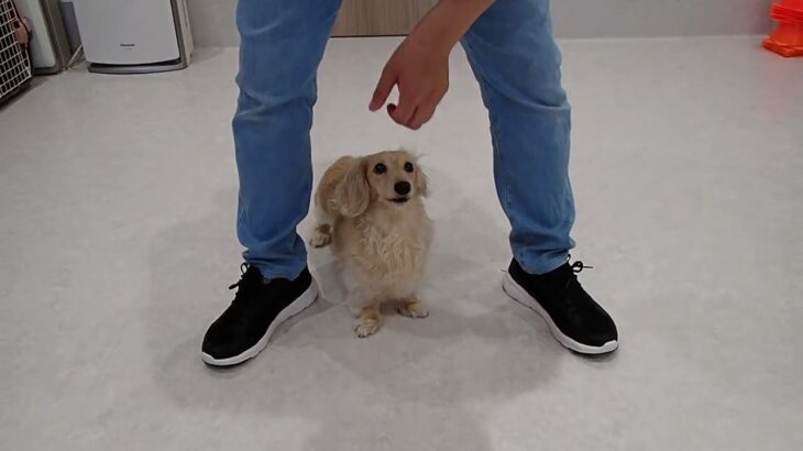 犬の幼稚園 にこまるくんとトレーニング