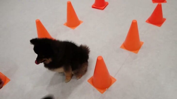 犬の幼稚園 こきりちゃんとトレーニング