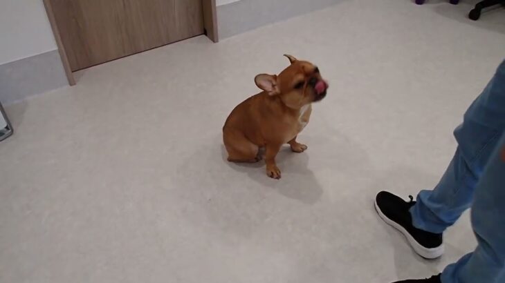 犬の幼稚園 レオくんとトレーニング
