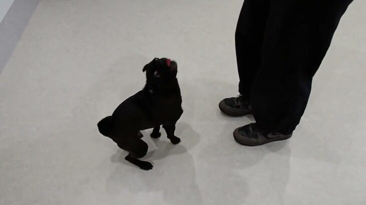 犬の幼稚園 金吾くんとトレーニング