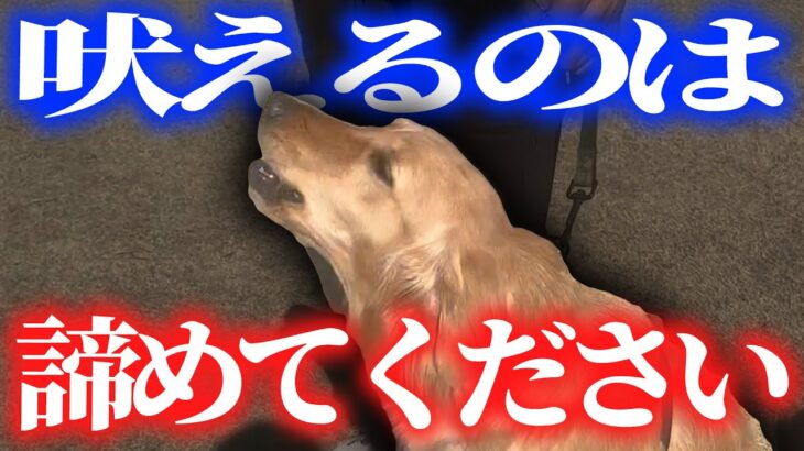 【ゴールデンレトリバー】人や犬に吠えてしまう怖がりな子のお散歩練習！！