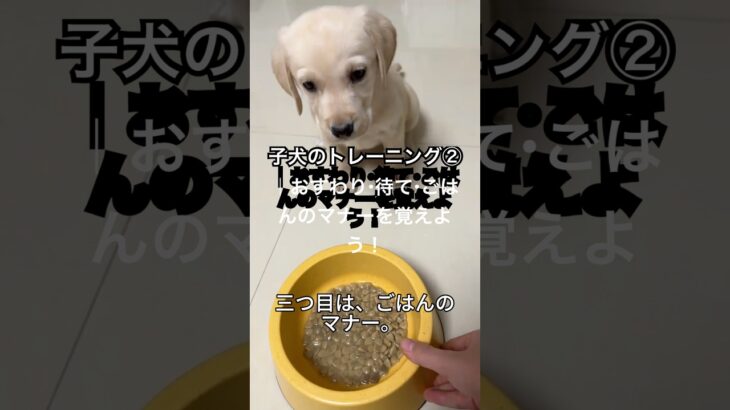子犬のトレーニング②｜おすわり・待て・ごはんのマナーを覚えよう！#子犬しつけ #犬のトレーニング #犬初心者 #犬育て #おすわり #待てトレーニング #犬との暮らし #パピートレーニング