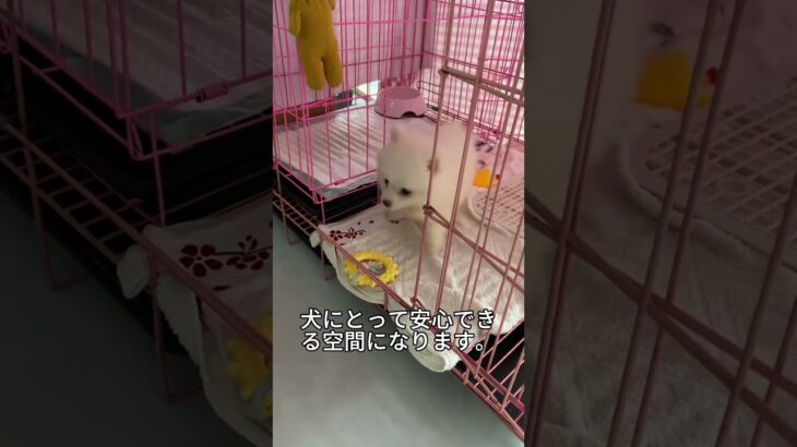 子犬のしつけは最初が大事｜初心者でもできる基本トレーニング方法。#子犬しつけ #犬のトレーニング #犬との暮らし #犬初心者 #トイレトレーニング #犬ケージ #犬飼い始め #保護犬 #犬育て