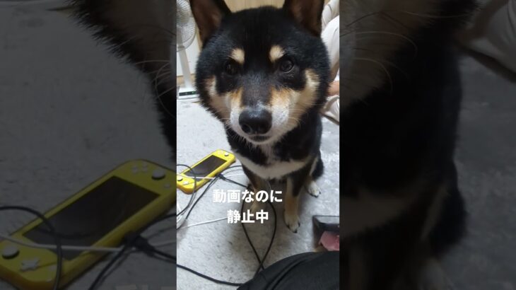 #可愛い犬動画 #可愛い #柴犬 #豆柴しつけ #犬のいる生活 #癒し