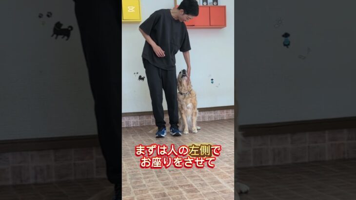 ついての練習方法 #犬しつけ #トイプードル #大型犬のいる生活 #ドッグトレーナー #ゴールデンレトリバー #狗訓練 #ドッグトレーニング #ドッグラン #おさんぽ