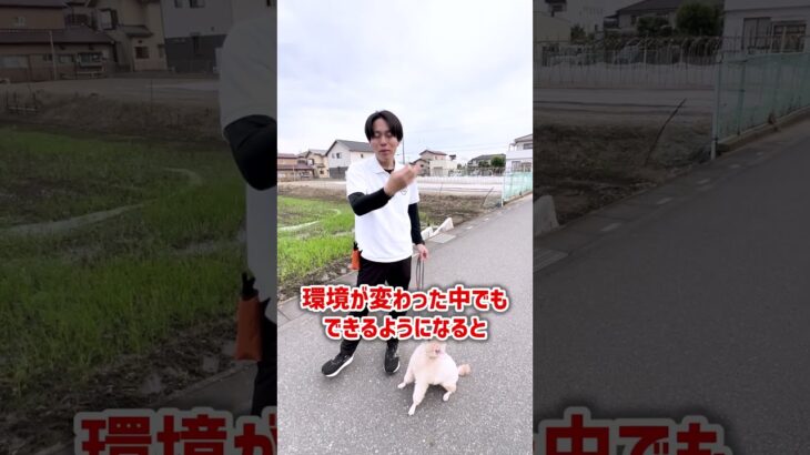 【犬しつけ】散歩中のおすわり・アイコンタクトの仕方を教えます