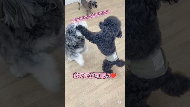 おててが出ちゃうの#こいぬ#しつけ方#トイプードル#ミニチュアシュナウザー