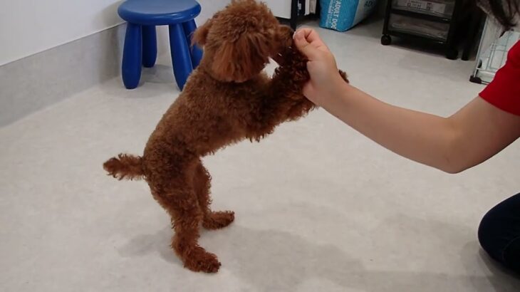 犬の幼稚園 るるちゃんとトレーニング