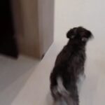 犬の幼稚園 ペペくんとトレーニング