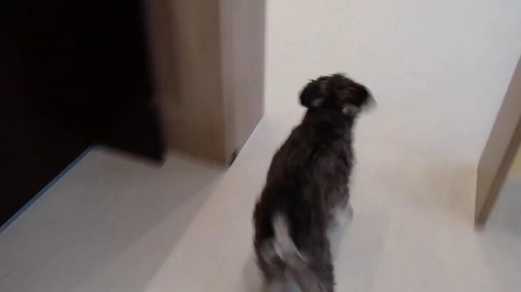 犬の幼稚園 ペペくんとトレーニング