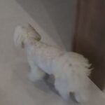 犬の幼稚園 源くんとトレーニング