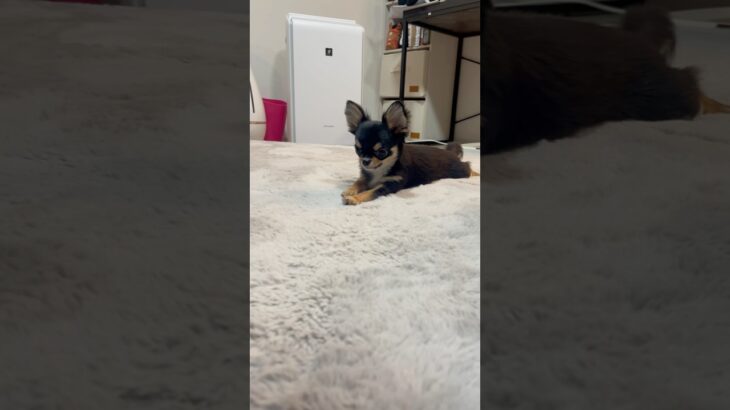 おもしろかわいい動きw  #チワワ #犬 #可愛い #癒し #shorts #しつけ
