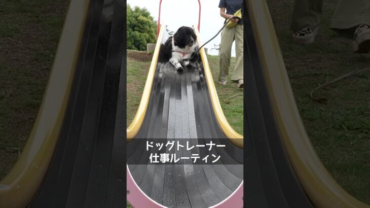 【仕事ルーティン】愛犬のしつけに悩む飼い主さんの救世主!!ドッグトレーナーの1日を紹介!! #犬 #ルーティン #密着