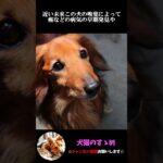 【犬の嗅覚は人間の10万倍！？】知って損はない犬の雑学・豆知識　#プチ知識  #ゆっくり解説  ＃しつけ #心理学 #犬のいる生活  #愛犬