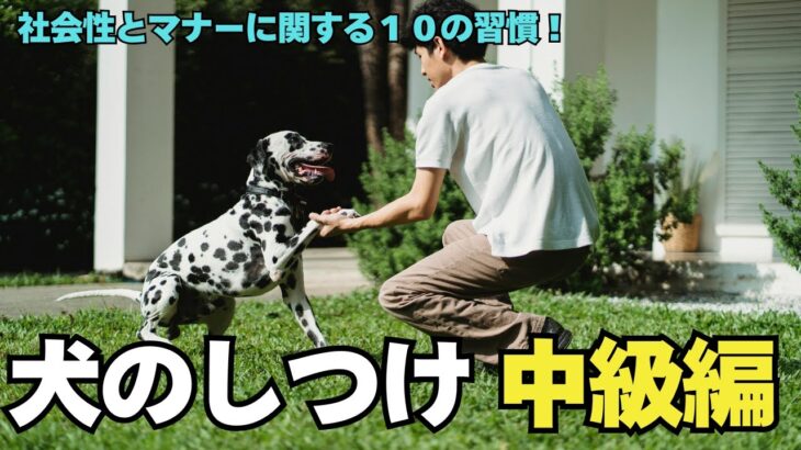 【犬のしつけ中級編】社会性とマナー10選｜お散歩・来客・吠え癖の対策も！