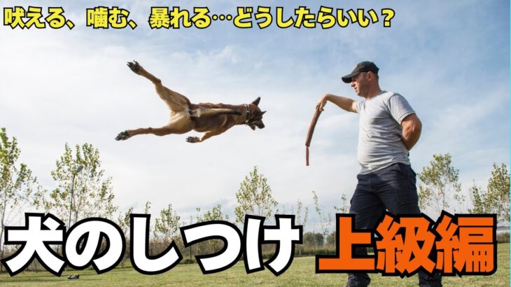 【犬のしつけ上級編】問題行動を改善する10のコツ｜本気噛み・吠えグセ・分離不安対策