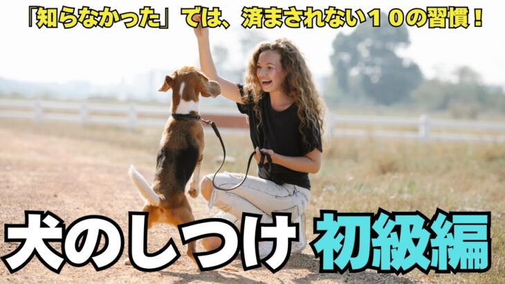 【初心者必見】犬のしつけ“超基本10選”！これだけは最初にやっておこう