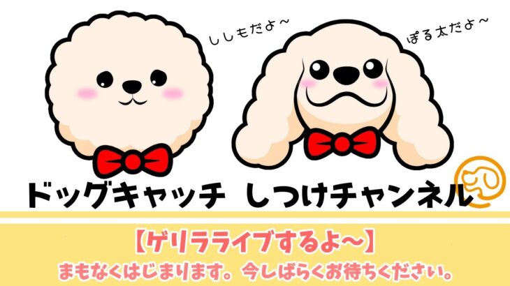 【本日! 10:50~】犬のしつけ相談ライブ☆ゲリラライブ