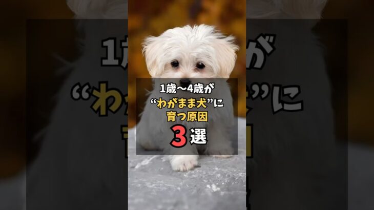 1歳〜4歳わがまま犬に育つ原因