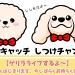 【本日！17時から】犬のしつけ相談ライブ☆ゲリラライブ