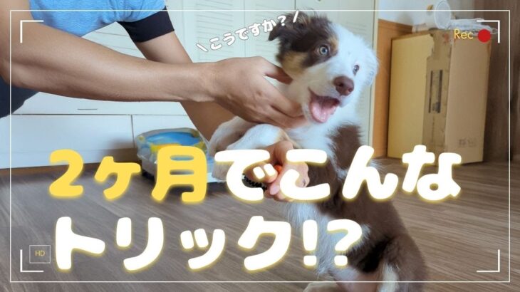 生後2ヶ月でこれ!? 天才子犬の初トリック挑戦！【ボーダーコリーのお迎え24日目〜】